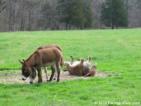 Let's roll donkeys 3 - FarmgirlFare.com