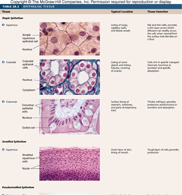 epithelial-tissue-coloring-worksheet