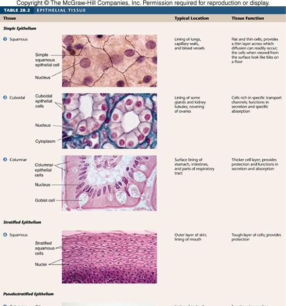 epithelial-tissues-worksheet-answer-key