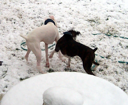snowdogs0008