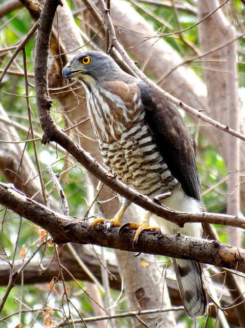 鳳頭蒼鷹/無限台南
