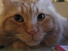 Jasper's sweet face