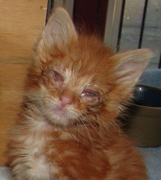 Orphaned Kitten Baby Care Eye Infection Update