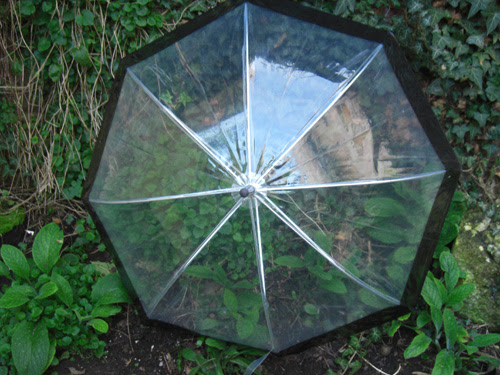 Umbrella