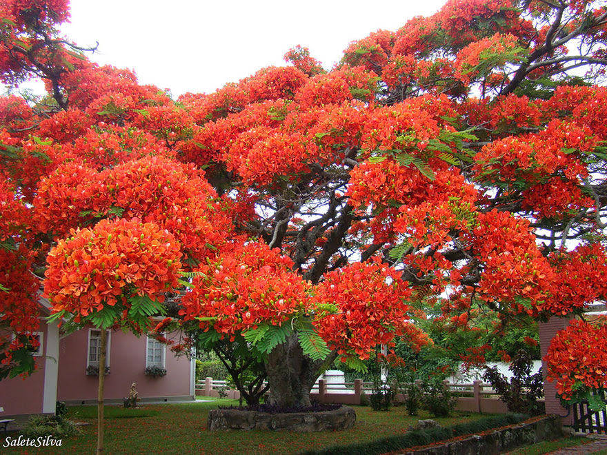 The flamboyant tree, Madagascar. By Salete T Silva