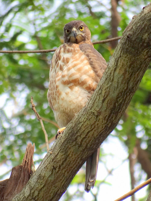 鳳頭蒼鷹/無限台南