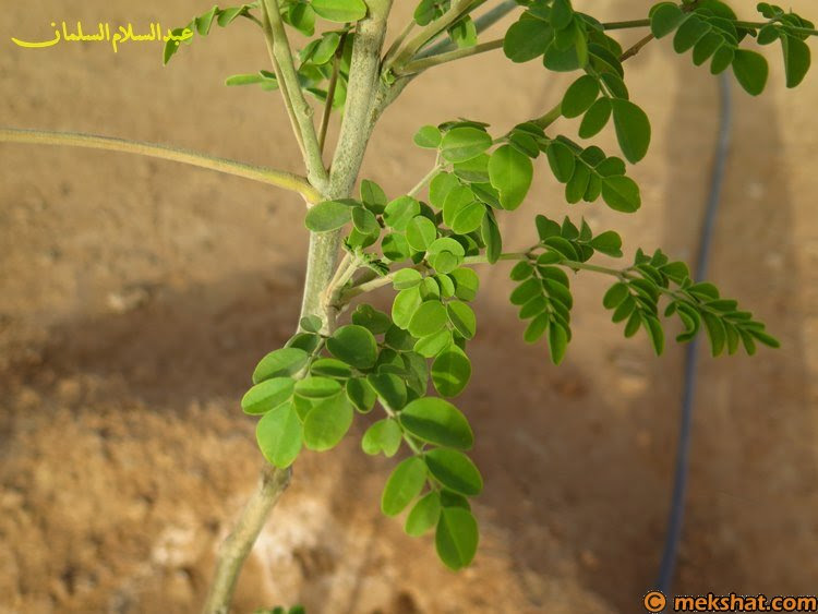 شجرة الاشراف في السعودية