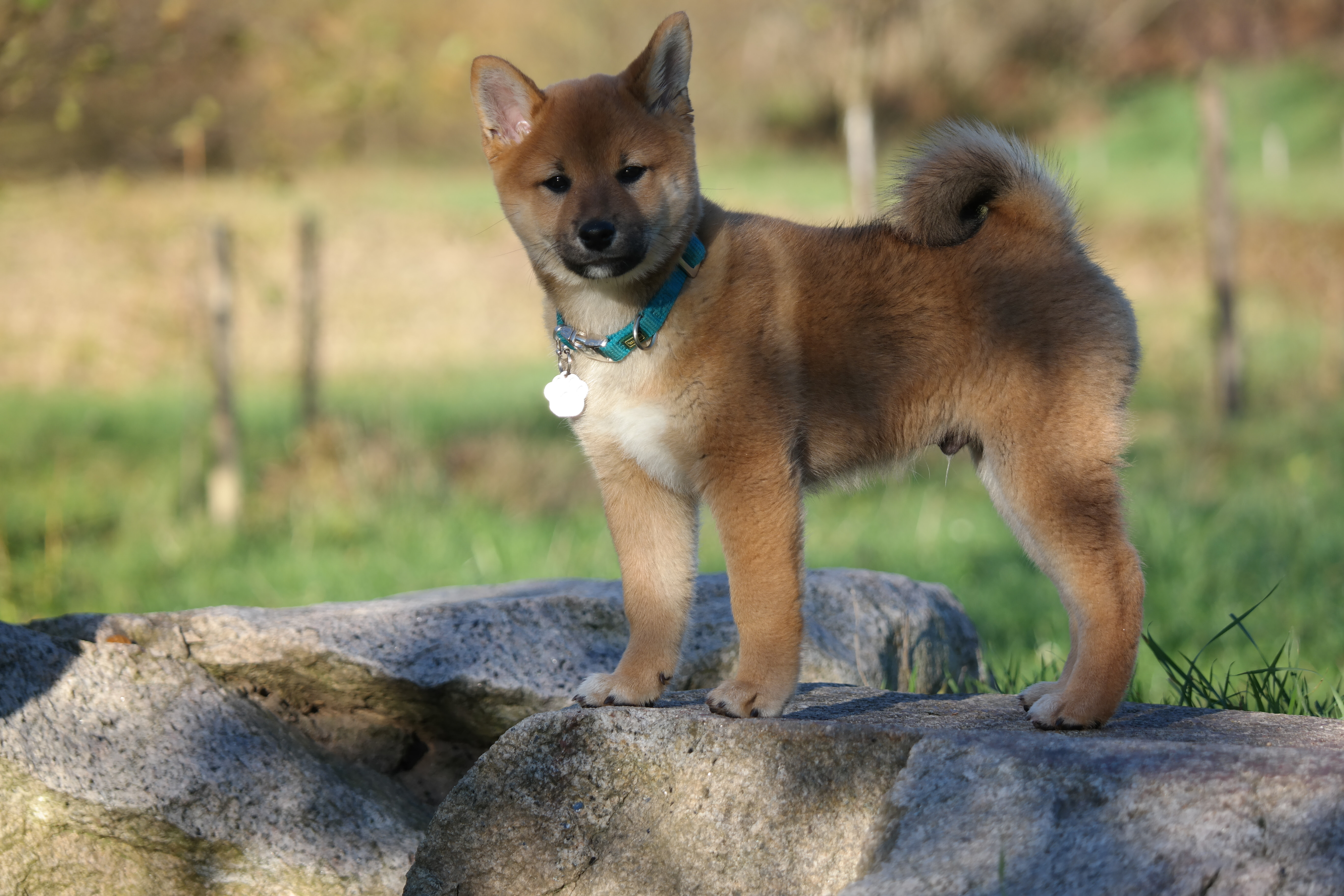 55+ Shiba Inu Jindo Mix l2sanpiero