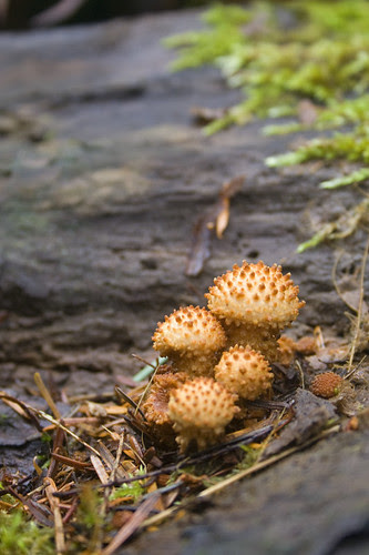 honey mushrooms