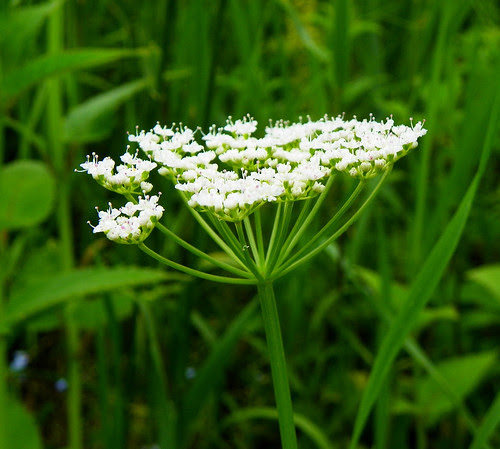 Flowering Bishop's Weed