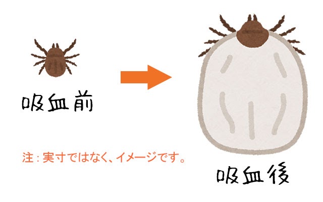印刷可能 マダニ イラスト 無料の印刷可能なイラスト素材