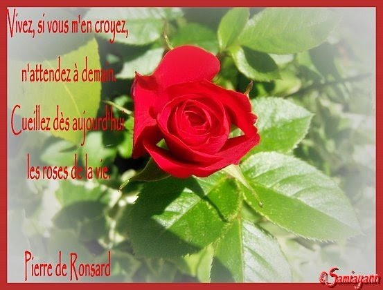 Citation Damour La Rose Rouge Best Citations D Amour