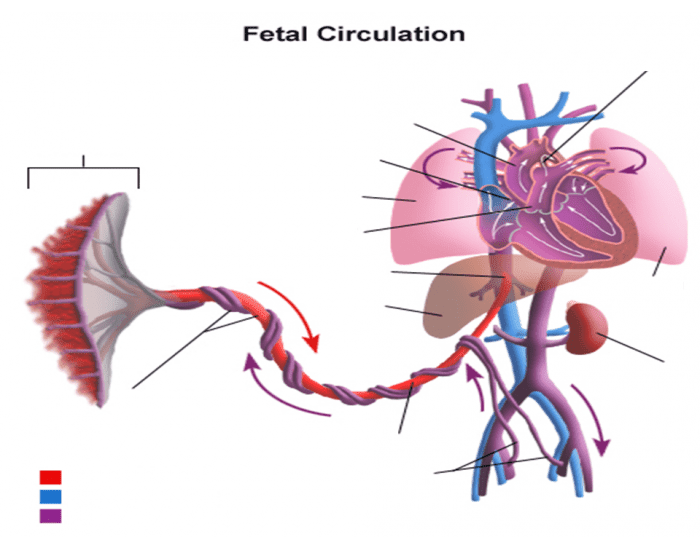 Fetal Heart Circulation Diagram - Diagram Media