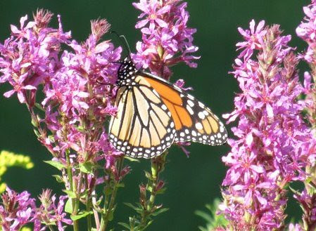 Monarch