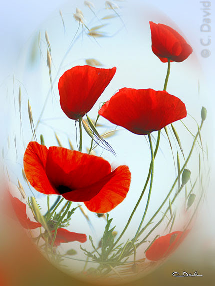 Coquelicot Bouquet : Voilà un magnifique bouquet de ...