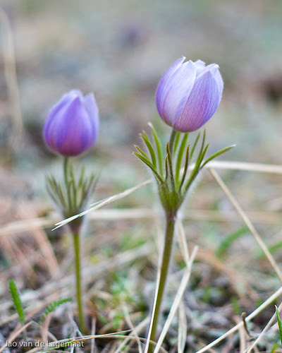 Pasque flower 2