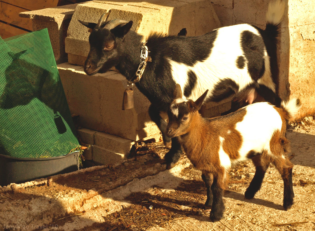Un chivo de paseo por Clavijo
