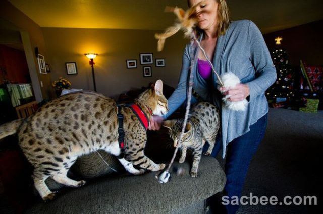 The Tallest Cat in the World