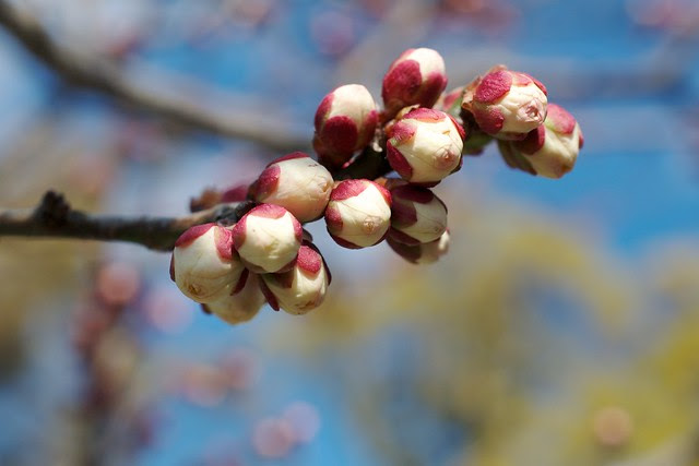 Ume buds
