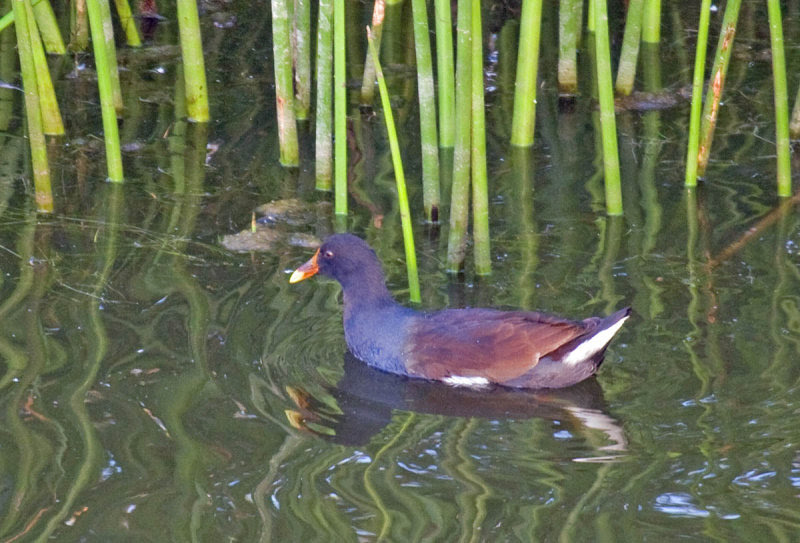 Common Gallinule Common Gallinule