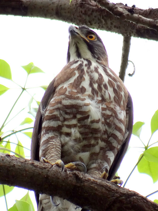 鳳頭蒼鷹/無限台南