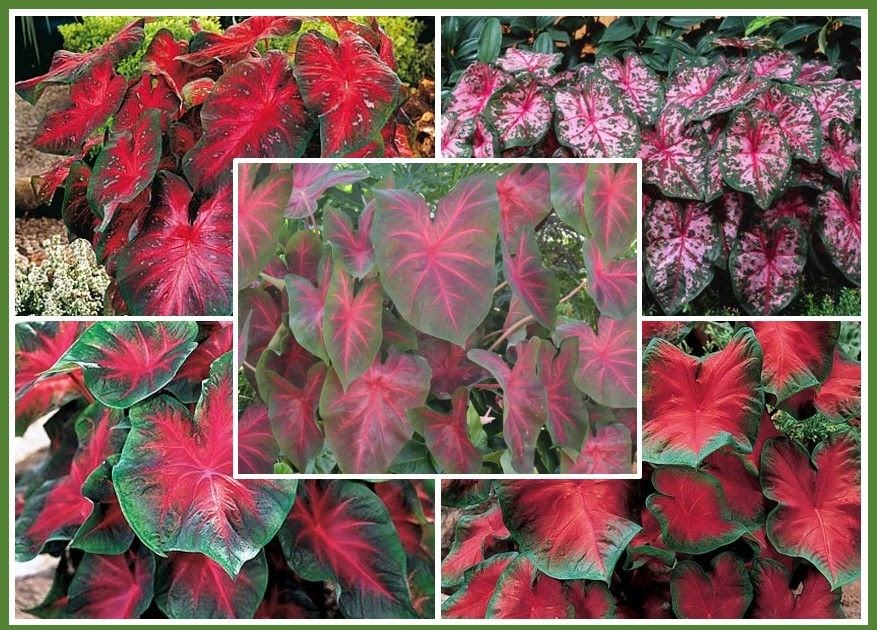 Caladium Bulbs For Sale Near Me Indoor Plants