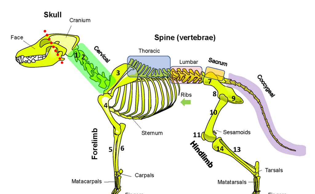 Pelvic Anatomy Dog : Details of structures vary tremendously from breed