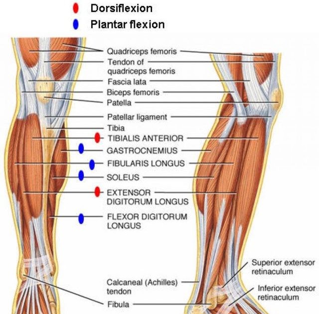 Leg Ligaments Diagram - Ankle Fractures Broken Ankle ...