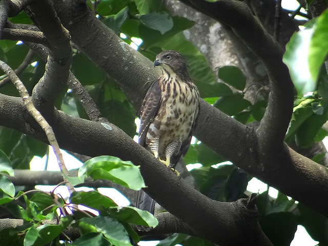 鳳頭蒼鷹/無限台南