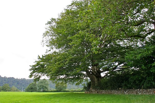 Beautiful Tree