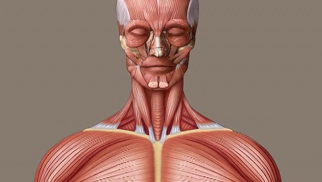 Muscle Anatomy Of The Neck - Anatomy Drawing Diagram