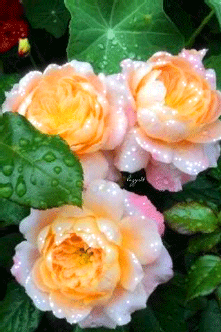 Прекрасные розы в каплях