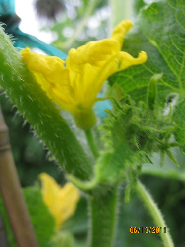 cucumber flower, male