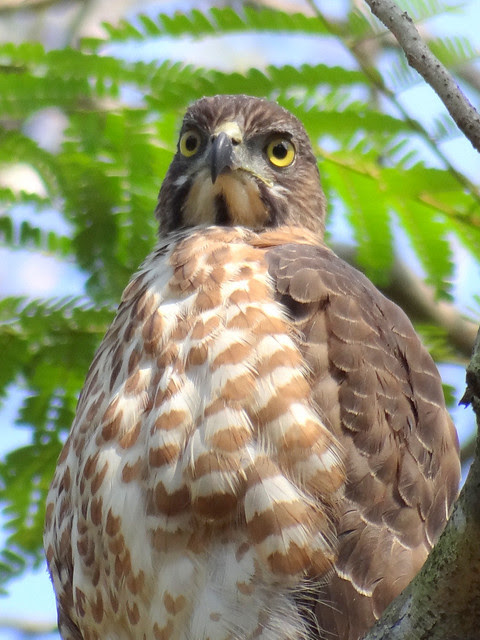 鳳頭蒼鷹/無限台南