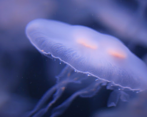 Moon Jellies
