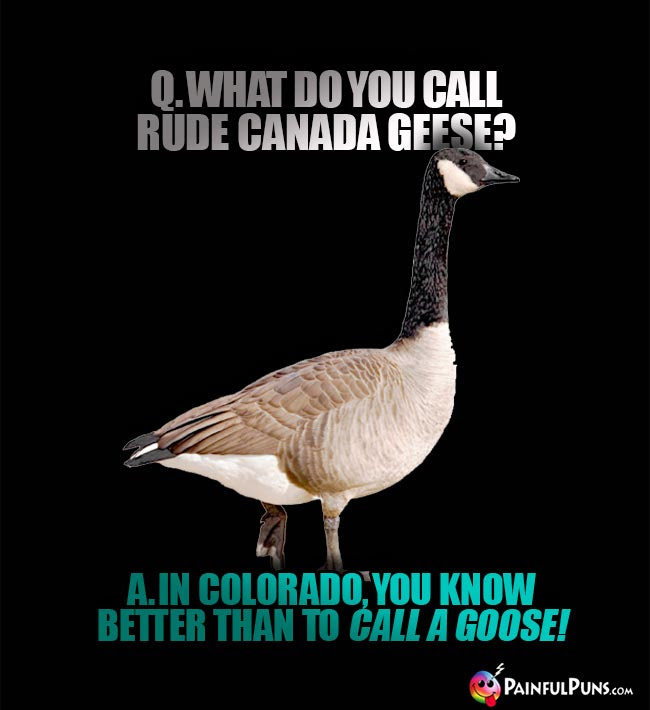 You Silly Goose Meme