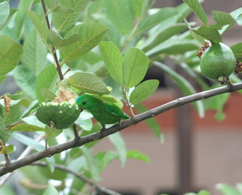 Blue Crowned Hanging Parrot 1