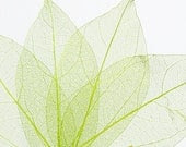 Green Leaves, Card Scrapbook Embellishment - j2studioscraft Green Leaves, Card Scrapbook Embellishment - j2studioscraft
