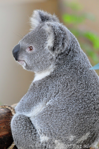 Koala Profile