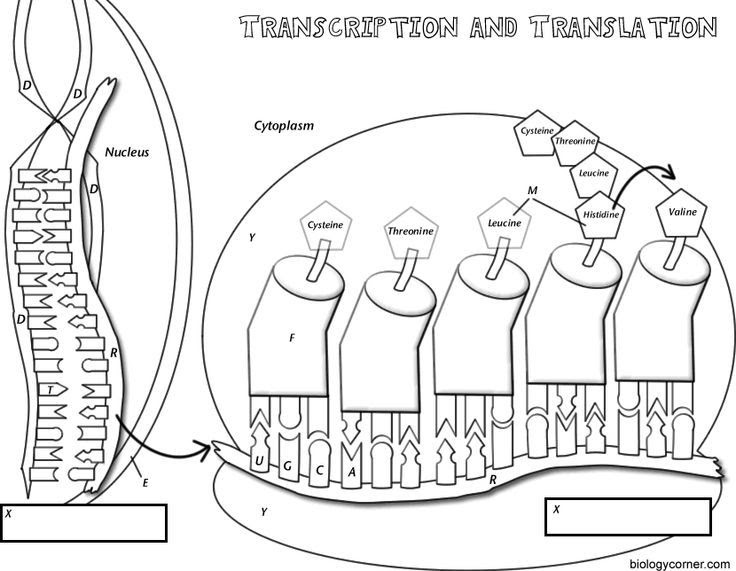 Transcription And Translation Worksheet Key / 15 Best Images of