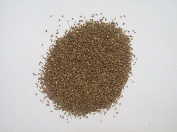 230-plantas-medicinales-mas-efectivas-y-sus-usos-apio-semillas