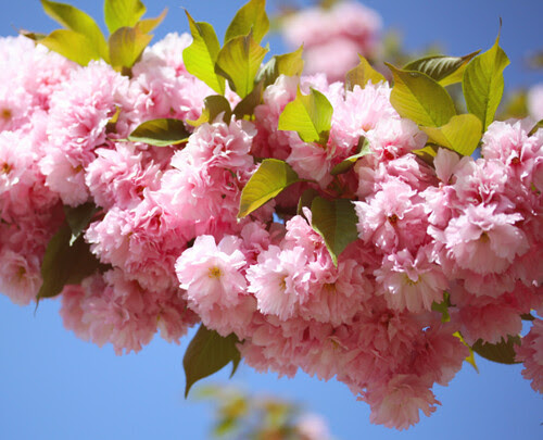 Spring flowers