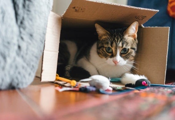peeing inappropriate indiana slideshows cajas petmd toys vive hissing blame