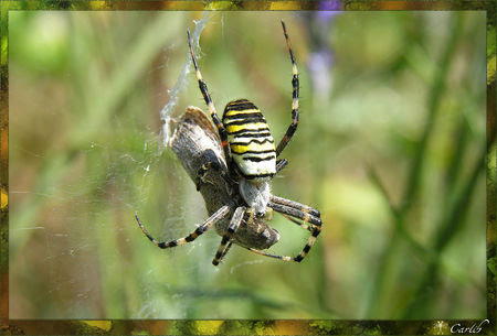 Argiope_0326