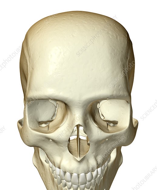 How Many Bones In The Face And Head - The human hand consists of 27 bones.