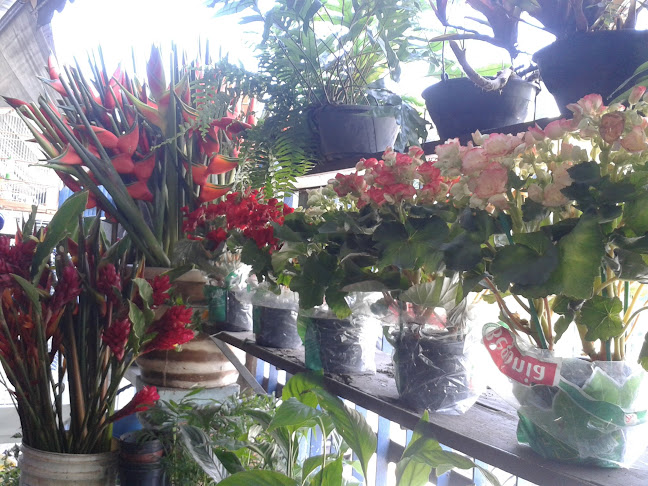 Chácara Celeste Horto e Floricultura - Salvador