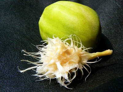 http://juragansapi.files.wordpress.com/2009/08/blgspot-080608-buah-kedondong-p1450274.jpg