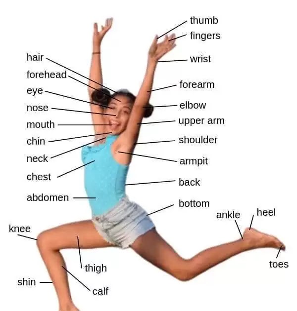 Body Parts Name Tamil And English : Knowledge Well: Parts of body in