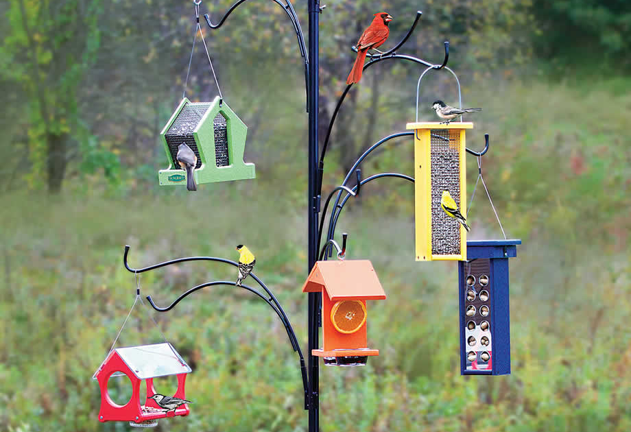 Gardman Complete Feeding Station Kit For Wild Birds - unique rare bird
