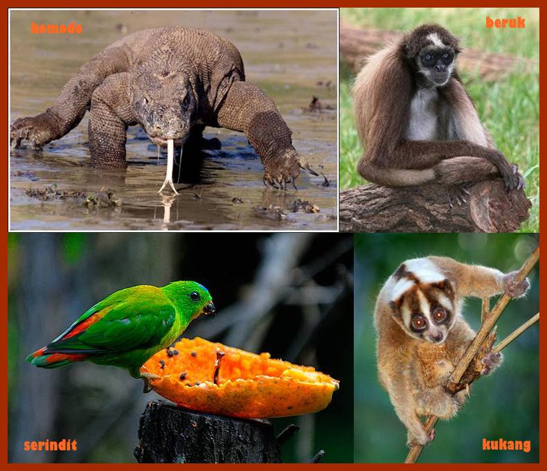  Contoh  Gambar Fauna  Asiatis Contoh  Muse